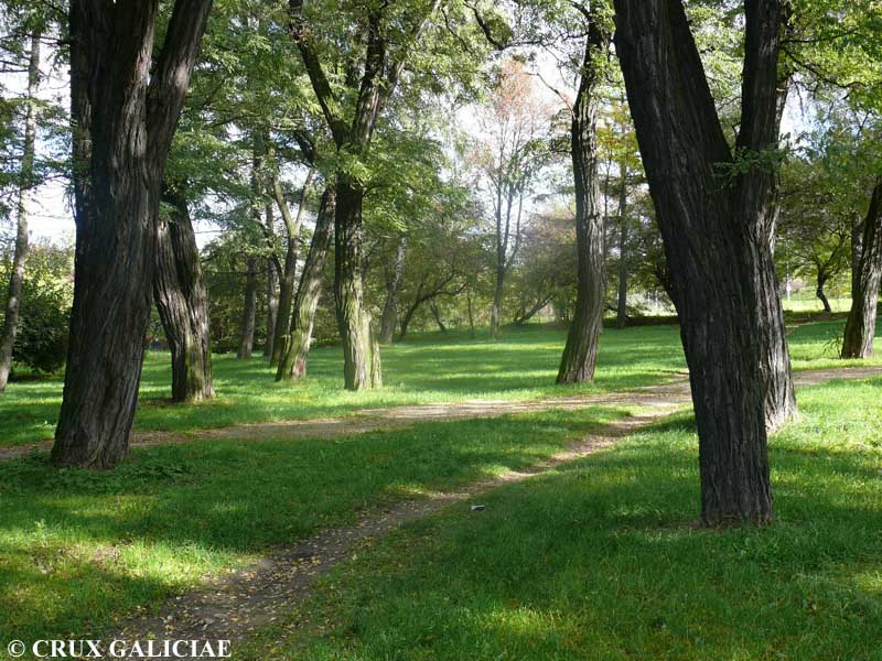 Cmentarz wojenny nr 202 w Tarnowie - widok obecny. Fot. R. Kozłowski